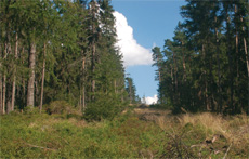 Schneisen im Wald sind bevorzugte Jagdgebiete, Foto: Ch. Unger